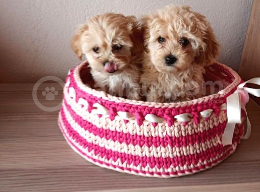 Secereli Maltipoo Yavrularımız
