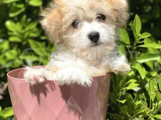 Safkan Irk Garantili Morkie Yavrularımız görsel