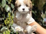 Irkının En İyisi Morkie Yavrumuz