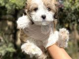 Irkının En İyisi Morkie Yavrumuz