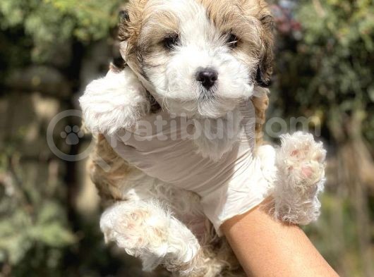 Irkının En İyisi Morkie Yavrumuz görsel
