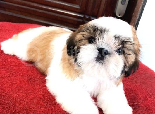Safkan A Kalite Shih Tzu Yavrularımız görsel