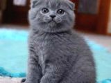 Scottish Fold Yavru