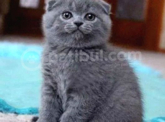 Scottish Fold Yavru görsel