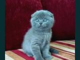 Scottish Fold Yavru