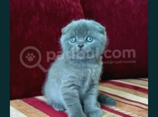 Scottish Fold Yavru görsel
