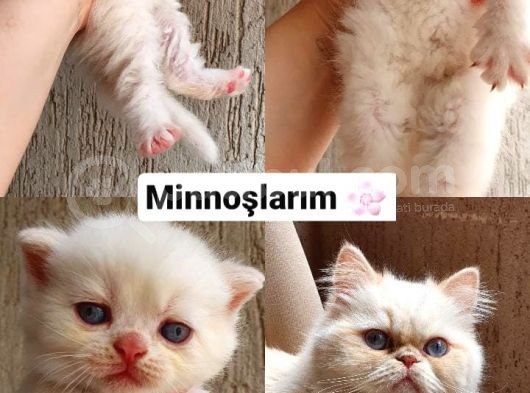 British Shorthair Yavrular