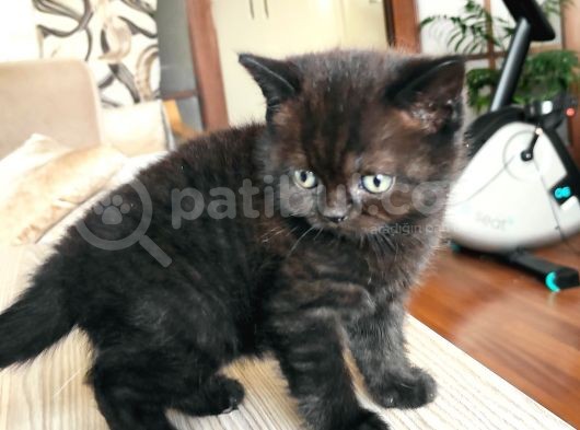 2 Aylık Dişi Chocolate British görsel
