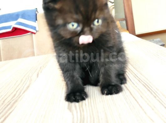 2 Aylık Dişi Chocolate British görsel