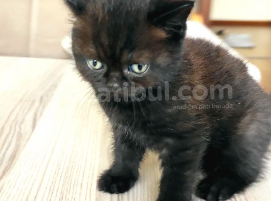 2 Aylık Dişi Chocolate British görsel