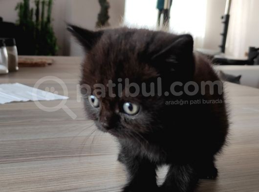 2 Aylık Dişi Chocolate British görsel