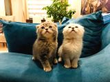 2 Adet Erkek Scottish Fold Yavru Gri & Silver