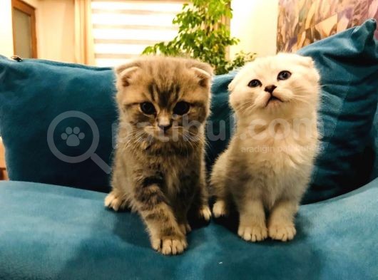 2 Adet Erkek Scottish Fold Yavru Gri & Silver görsel
