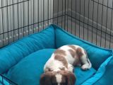 King Charles