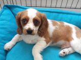 King Charles