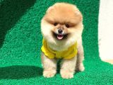 Prenses Kızımız Pomeranian