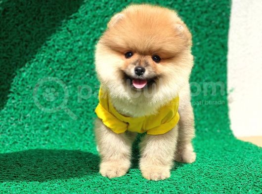 Prenses Kızımız Pomeranian görsel