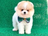 Yakısıklı Oğlumuz Pomeranian