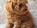 Secereli Anne Babadan Toy Poodle Yavruları