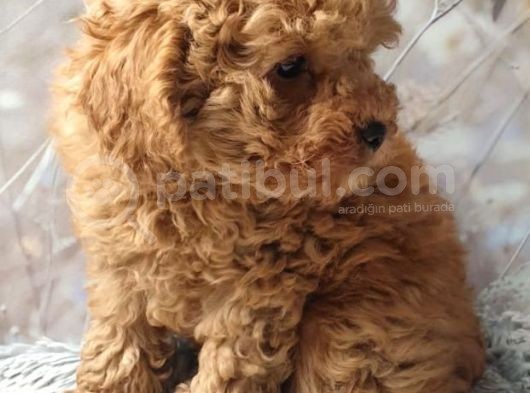 Secereli Anne Babadan Toy Poodle Yavruları