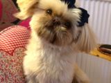 Shih Tzu Yavruları