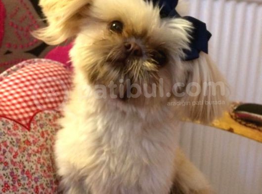 Shih Tzu Yavruları