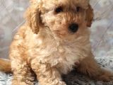 Secereli Anne Babadan Toy Poodle Yavruları