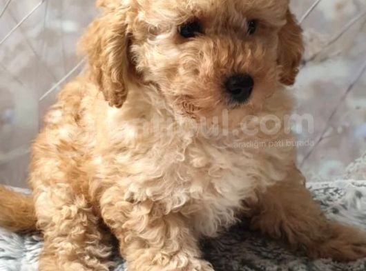 Secereli Anne Babadan Toy Poodle Yavruları görsel