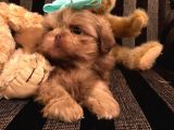 Shih Tzu Yavruları