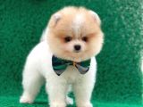 Yakısıklı Oğlumuz Pomeranian