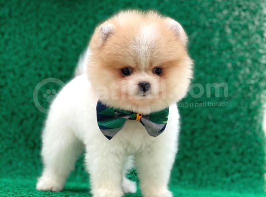 Yakısıklı Oğlumuz Pomeranian görsel