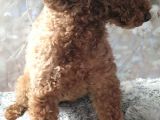 Secereli Anne Babadan Toy Poodle Yavruları