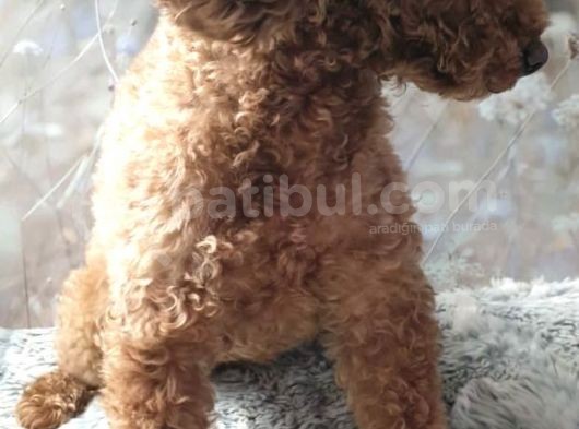 Secereli Anne Babadan Toy Poodle Yavruları görsel