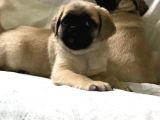 Pug Yavruları