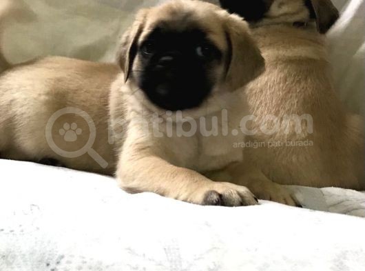 Pug Yavruları