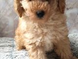 Secereli Anne Babadan Toy Poodle Yavruları