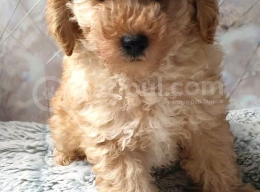 Secereli Anne Babadan Toy Poodle Yavruları görsel