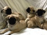 Pug Yavruları