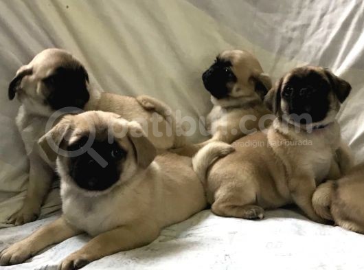 Pug Yavruları görsel