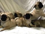Pug Yavruları