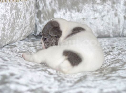 Fransız Bulldog Fazla Söze Gerek Yok görsel