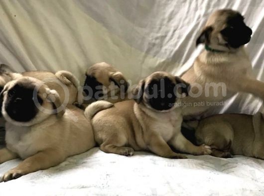 Pug Yavruları görsel