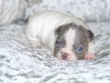 Fransız Bulldog Fazla Söze Gerek Yok