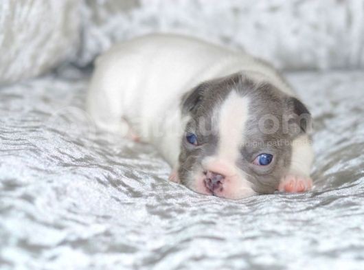 Fransız Bulldog Fazla Söze Gerek Yok görsel