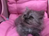 Safkan Chincihilla Yavrularımız