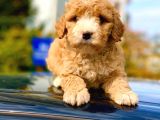 2 Aylik Erkek Ve Di̇şi̇ Malti̇poo Yavrular