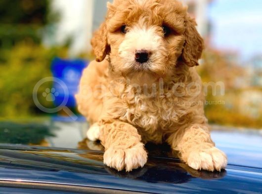 2 Aylik Erkek Ve Di̇şi̇ Malti̇poo Yavrular görsel