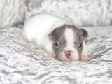 Fransız Bulldog Fazla Söze Gerek Yok