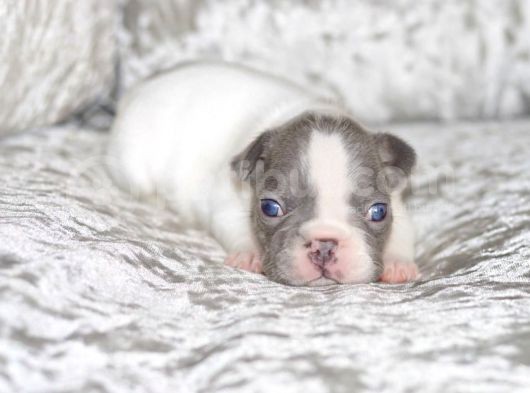 Fransız Bulldog Fazla Söze Gerek Yok görsel