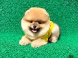 Prenses Kızımız Pomeranian